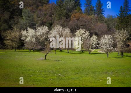 Historischen Monroe Obstgarten, Marshall Gold Discovery State Historic Park, Coloma, Kalifornien Stockfoto