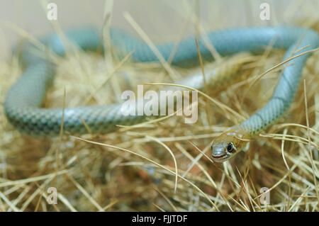 Gelb-faced Whipsnake (Demansia Psammophis), Alice Springs Reptile Centre, Northern Territory, Australien Stockfoto