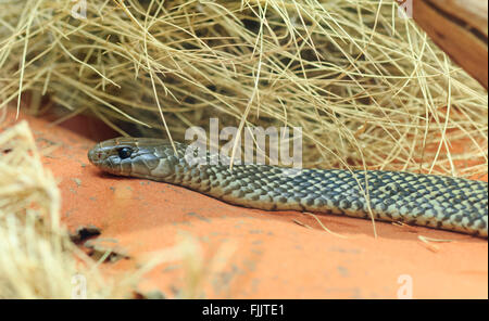 König braun oder Mulga Snake (Pseudechis Australis), Alice Springs Reptile Centre, Northern Territory, Australien Stockfoto