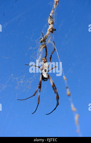 Golden Orb-Weaver (Nephila Edulis), Northern Territory, Australien Stockfoto