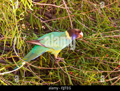 Australisches Ringneck oder Port Lincoln Papagei (Barnardius Zonarius), Kings Canyon, Northern Territory, Australien Stockfoto