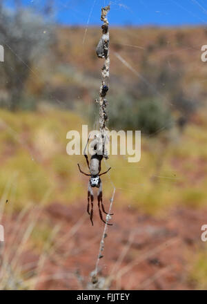 Golden Orb-Weaver (Nephila Edulis), Namatjira Drive, Northern Territory, NT, Australien Stockfoto