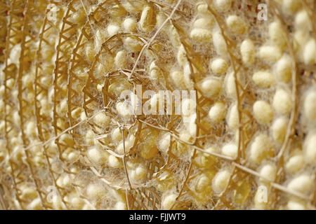 Chrysalis gelbe Seidenraupe Kokons in Nestern, Lebenszyklus der Seidenraupe Stockfoto