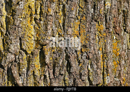 Baum-Rinde und Moos-Hintergrund Stockfoto