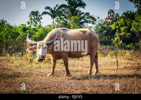 Ein Foto von weiblichen Thai Büffel in einem Feld Stockfoto