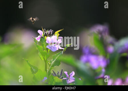 Nanjing, China Jiangsu Provinz. 2. März 2016. Eine Biene fliegt inmitten von Blumen in einem Park in Nanjing, der Hauptstadt der ostchinesischen Provinz Jiangsu, 2. März 2016. Frühling kehrt zurück in das Land, als das Wetter wärmer wird. © Wang Xin/Xinhua/Alamy Live-Nachrichten Stockfoto