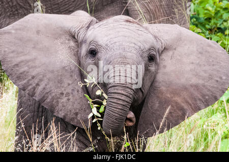 Ein Elefantenbaby spielen in Südafrika Stockfoto