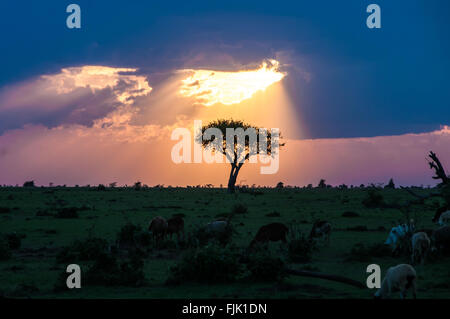 Sonnenuntergang über ein einsamer Baum in Afrika Stockfoto