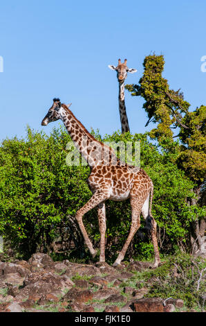 Zwei Giraffen Essen Blätter auf Safari in Afrika Stockfoto