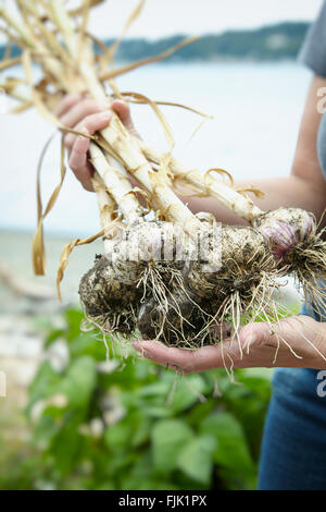 Frisch geernteter Knoblauch Stockfoto