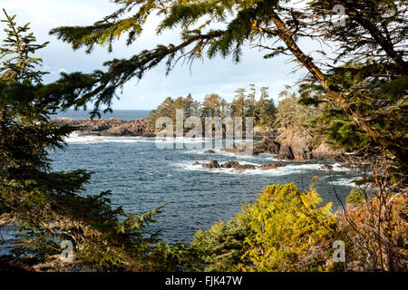 Wild Pacific Trail - Ucluelet, Vancouver Island, British Columbia, Kanada Stockfoto