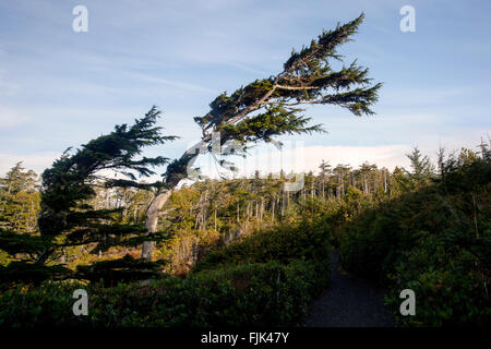 Wild Pacific Trail - Ucluelet, Vancouver Island, British Columbia, Kanada Stockfoto