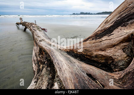 Treibholz am langen Strand - Pacific Rim National Park - in der Nähe von Tofino, Vancouver Island, British Columbia, Kanada Stockfoto