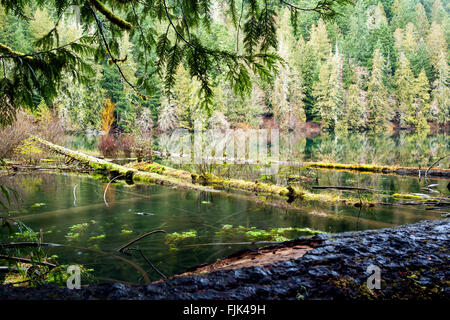 Cameron Lake in der Nähe von Cathedral Grove im MacMillan Provincial Park, Vancouver Island, British Columbia, Kanada gelegen Stockfoto