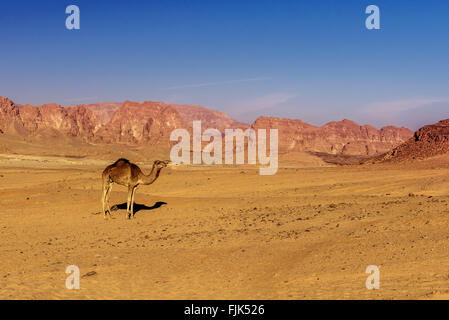 Kamel auf Sand in der heißen Wüste Sinai Ägypten Stockfoto