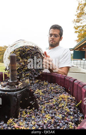 Mann, Reife rote Weintrauben in eine traditionelle hölzerne Weinpresse zum Pressen in einem Weingut Stockfoto