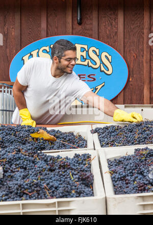 Mann, der arbeitet mit Rotweintrauben in einem Weingut in Washington State, USA Stockfoto