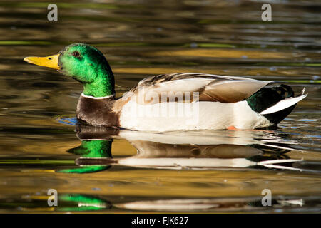 Stockente (männlich) - Beacon Hill Park, Victoria, Vancouver Island, British Columbia, Kanada Stockfoto