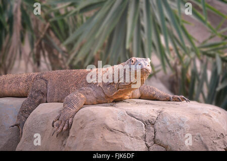 Komodo Dragon ruht auf einem Felsen Stockfoto