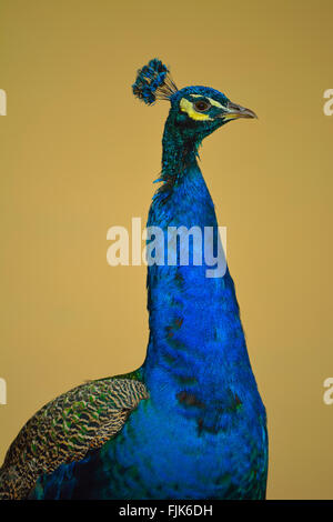 Hellen Pfau im Profil vor neutralem Hintergrund Stockfoto