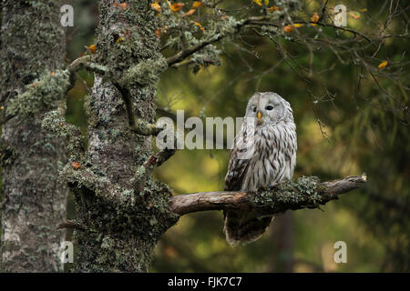 Habichtskauz / Habichtskauz (Strix Uralensis) thront in einer alten Flechten ein Moos bedeckte Birke am Rande der borealen Wälder. Stockfoto