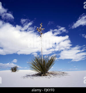 Eine Yucca Blume an der Spitze einer Düne in der White Sands National Monument, New Mexico, USA. Die Dünen sind weißen Sandstrand, die Dünen zu komponieren Stockfoto