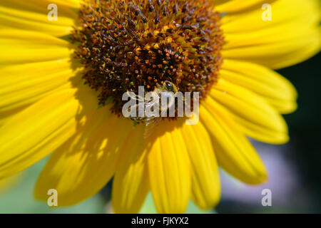 Eine Honigbiene bestäubt eine Sonnenblume Stockfoto