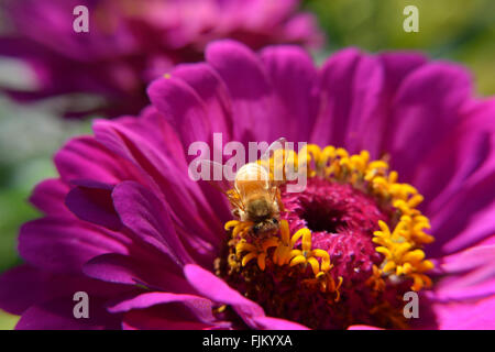 Honigbiene bestäubt eine violette und gelbe Blume Stockfoto