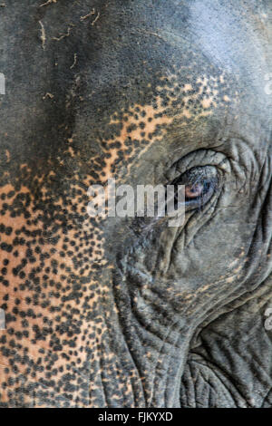 Nahaufnahme eines Elefanten Augen- und Gesichtsschutz Stockfoto