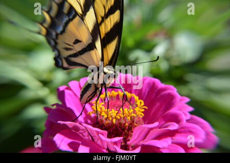 Gelben Schmetterling auf einem hellen rosa Blume in Makro Stockfoto