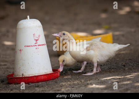 Entenküken ernähren sich von einem Geflügel Bauernhof Tansania Stockfoto