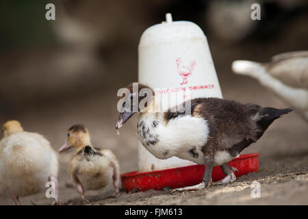 Entenküken ernähren sich von einem Geflügel Bauernhof Tansania Stockfoto