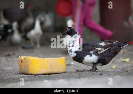 Enten und Entenküken ernähren sich von einer Geflügel-Hof-Tansania Stockfoto