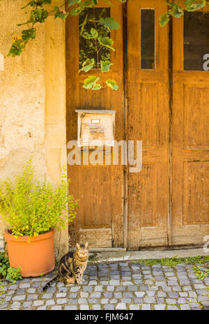 Katze vor alten Holztür Stockfoto