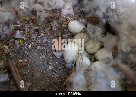 Eiern Ente, Ente Bauernhof Tansania Stockfoto
