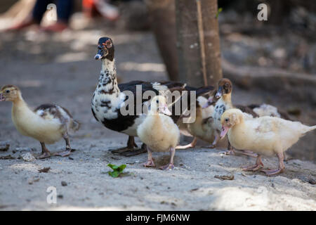 Eine Ente Farm, Tansania Stockfoto