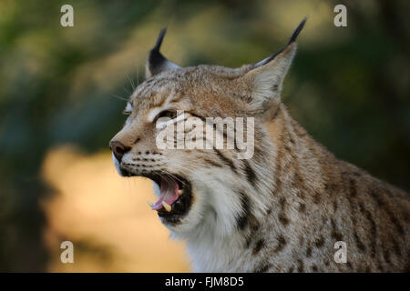 Eurasischer Luchs / Eurasischer Luchs (Lynx Lynx), Nahaufnahme, Kopf gedreht, zeigt seine scharfen Zähne beim Gähnen. Stockfoto