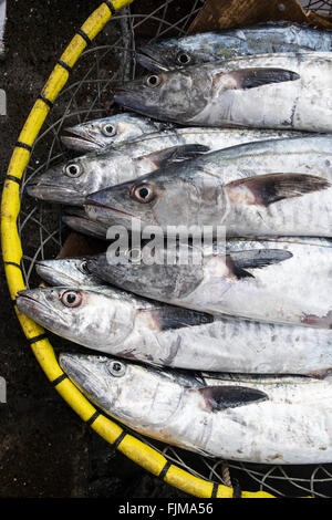 Korb mit Fisch zum Verkauf an Dubai Fischmarkt in Deira, Vereinigte Arabische Emirate Stockfoto