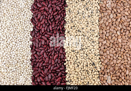 Getrocknete Bohnen, von links, Gartenbohnen oder weiße Bohnen, rote Kidney-Bohnen oder roter Riese, Black Eyed Beans oder Black Eyed Peas und Pinto. Stockfoto