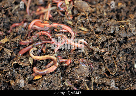 Gartenkompost und Würmer, die recycling-Anlage und Küche Essen Abfall in eine reiche Bodenverbesserer und Dünger. Stockfoto