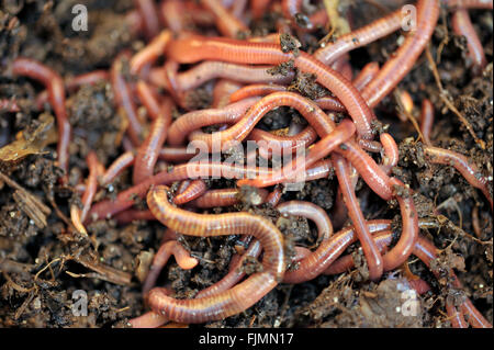 Gartenkompost und Würmer, die recycling-Anlage und Küche Essen Abfall in eine reiche Bodenverbesserer und Dünger. Stockfoto