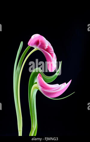 Ein digital manipulierte Foto von ein paar Tulpen Blumen Stockfoto