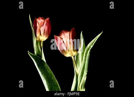 Ein digital manipulierte Foto von ein paar Tulpen Blumen Stockfoto