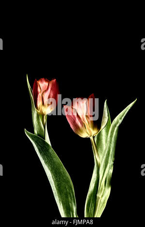 Ein digital manipulierte Foto von ein paar Tulpen Blumen Stockfoto