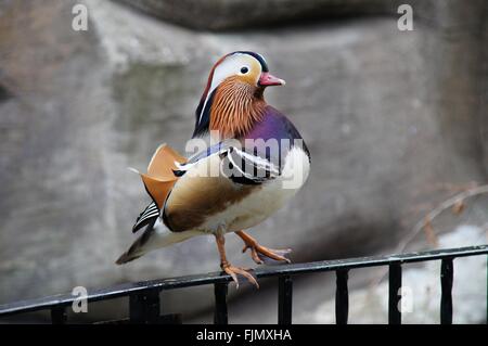 Mandarin Ente thront auf dem schwarzen metallischen Zaun. Stockfoto