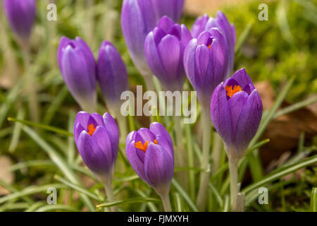 Lila Krokus Blüten im zeitigen Frühjahr Stockfoto