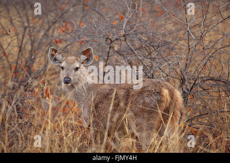 Sambar-Hirsch (Cervus unicolor) in Ranthambore Nationalpark, Indien Stockfoto