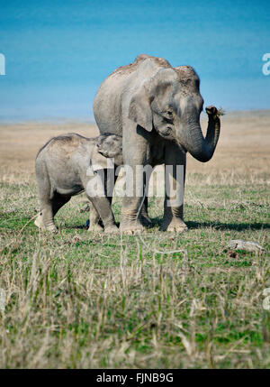 Wilde Elefanten im Corbett-Nationalpark, Indien Stockfoto