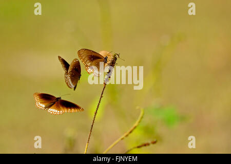 Eine Gruppe von gemeinsamen Krähe (Euploea Core) Schmetterlinge versammelt sich auf eine wilde Pflanze in Yala Nationalpark in Sri Lanka Stockfoto