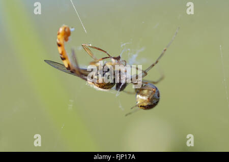 Wespe fliegen im Spinnennetz - Spinne und seine Beute Stockfoto